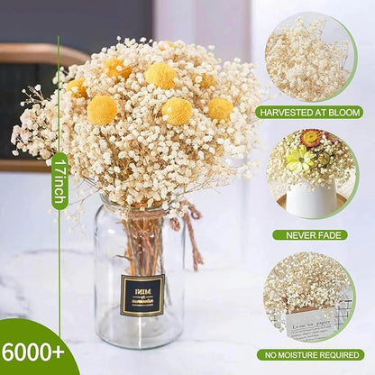 6000+ Dried Babys Breath Flowers Bulk - 17" Ivory White Dried Flower Bouquet, Real Natural Gypsophila Branches for Vase Filler, Wedding, Table Centerpiece, Home Decor, DIY Wreath Floral, Crafts
