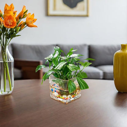 Healifty Clear Square Glass Vase Thick Transparent Cube Hydroponic Planter Modern Decorative Flower Container for Home Table Centerpiece
