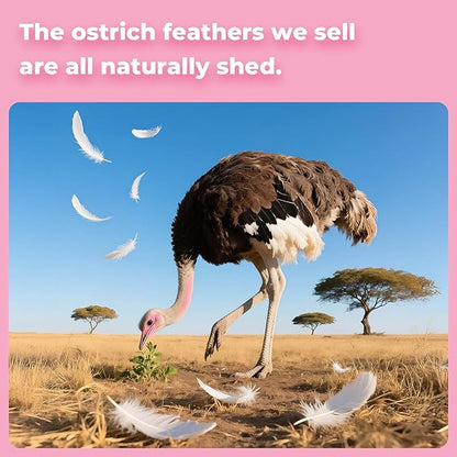 Piokio 10 pcs Pink Ostrich Feathers 14-16 inch(35-40 cm) Bulk for Wedding Party Centerpieces, Gatsby Decorations