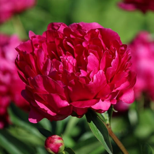 Easy to Grow Peony 'Benjamin Franklin' Plant Division (1 Pack) - Fragrant Red Flowering Blooms in Spring Gardens