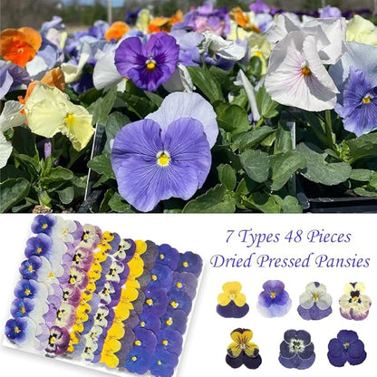 48 Pcs Real Natural Viola Pansy Dried Pressed Flowers - Delicate Multicolor Florals for Resin Jewelry, Candle Making, Frame Decor & DIY Crafts