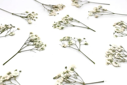 CONVELIFE Dried Babys Breath White, 48pcs Dried Flowers for Resin Pressed from Natural Flowers, Natural Pressed Flowers for Wedding Resin Art Craft DIY Card Making Home Party Decor (White)