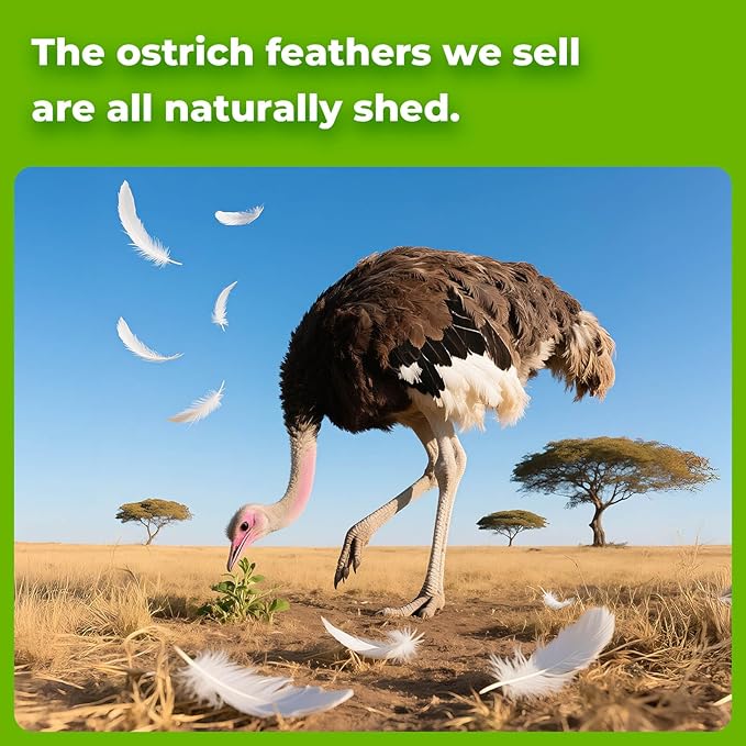 Piokio 20 pcs Natural Purple Ostrich Feathers 6-8 inch(15-20 cm) Bulk for DIY Handmade Artwork and DIY Clothes, Feather Pens, Dream Catcher, Table Decoration.