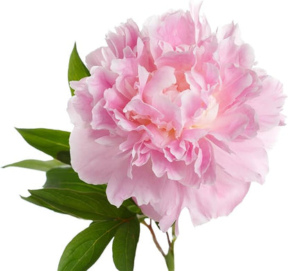 Easy to Grow Peony Mrs. F.D. Roosevelt - 1 Field Grown Root Division, Fragrant Flowers in Spring
