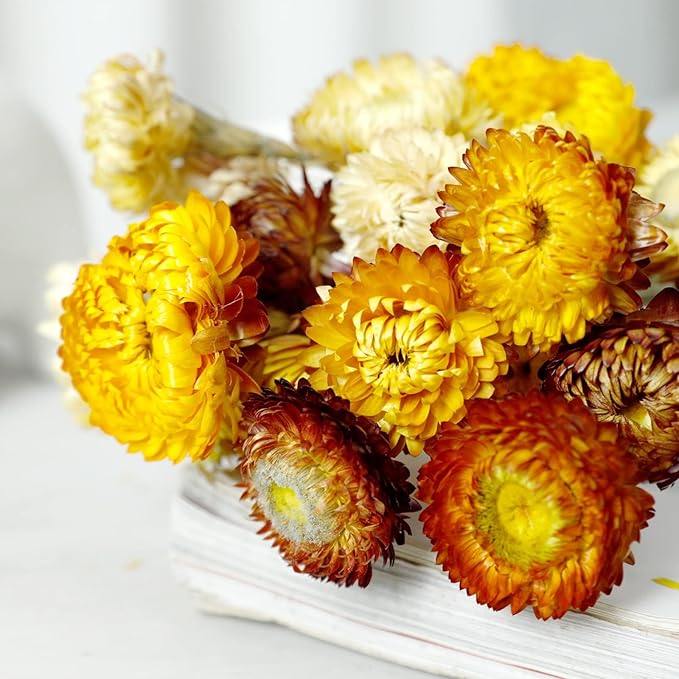 Dried Flower 40PCS Daisy Bouquet 100% Natural Chrysanthemum Dry Flower for Vase Home décor Party DIY Arrangement Wheat Straw Bulk （Multi-Color）