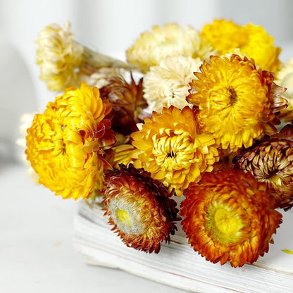 Dried Flower 40PCS Daisy Bouquet 100% Natural Chrysanthemum Dry Flower for Vase Home décor Party DIY Arrangement Wheat Straw Bulk （Multi-Color）
