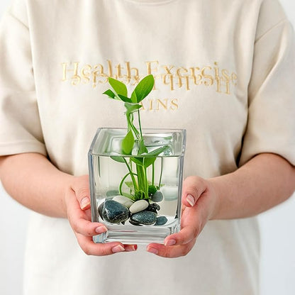 Set of 6 Square Glass Vases for Centerpieces – 5in x 5in x 5in Clear Short Flower Vase, Plant Terrariums, or Candle Holders for Wedding Centerpieces, Office Decor, Home Décor, Parties