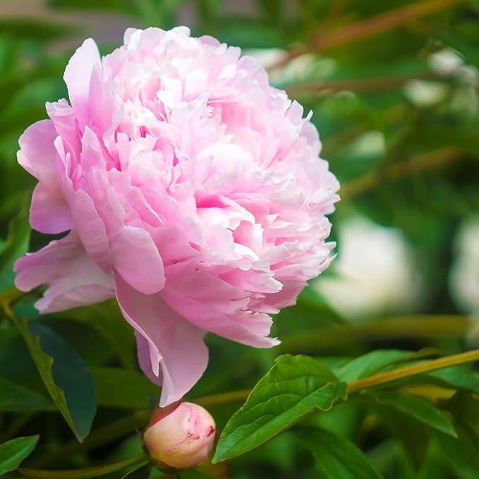 Easy to Grow Peony Mrs. F.D. Roosevelt - 1 Field Grown Root Division, Fragrant Flowers in Spring