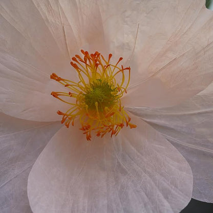 Large Paper Artificial Flowers,Giant Flowers for Decoration,Huge Handcrafted Poppy Fake Flowers with Stand for Home Decor Bridal Shower Party Outdoors Yard Event Backdrop Decor (Champagne)