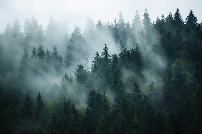 Forest in The Morning Mist, Large Art Wall Mural, Wallpaper for bedrooms, Living Rooms, and bathrooms! (Non-self-Adhesive)