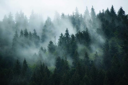 Forest in The Morning Mist, Large Art Wall Mural, Wallpaper for bedrooms, Living Rooms, and bathrooms! (Non-self-Adhesive)