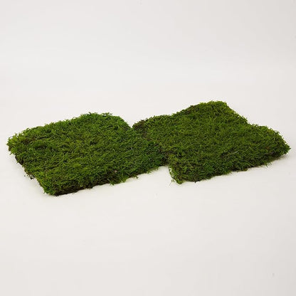Preserved Sheet Moss Natural Green Decorative Real Natural Green DIY Kit Gardenning Art Wall Decor Florist Decor Easter Table Decor Wedding 2 sq.ft.Green-B