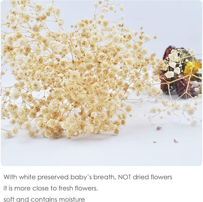 L'BREVOGA Dried Flower Bouquets, Natural Dried Daisy, Chrysanthemums with Baby’s Breath for Floral Arrangement Home Decoration Party Gift (Daisy)