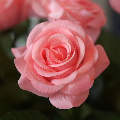 FiveSeasonStuff Fake Roses Wedding Flowers Real Touch Silk Champagne Pink Artificial Flowers 12 Stems