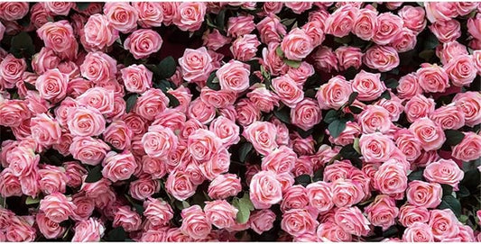 7x5ft Flower Backdrop Pink Rose Floral Wall Photography Background Birthday Baby Shower Wedding Party Banner Decorations Supplies Photo Booth Props