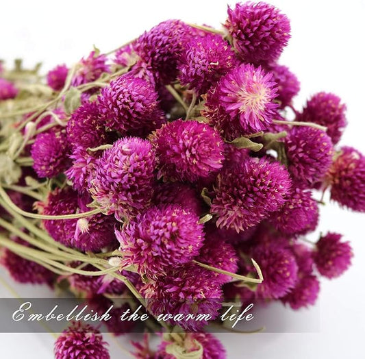 Dried Flower White Globe Amaranth Dry Flower Bundles 100% Naturally for Home Decor Party (Purple)