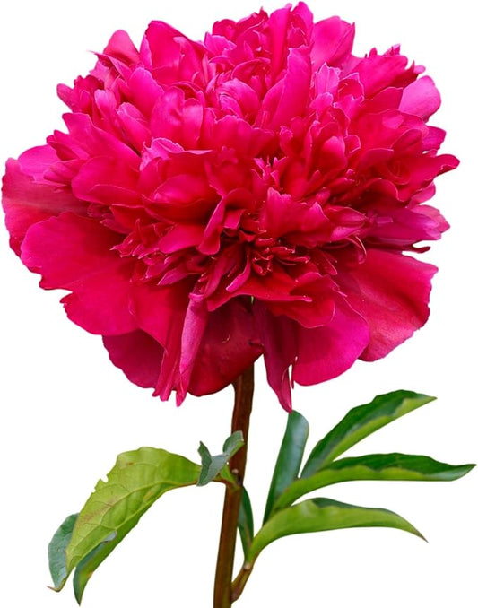 Easy to Grow Peony Big Ben - 1 Field Grown Root Division, Fragrant Flowers in Spring