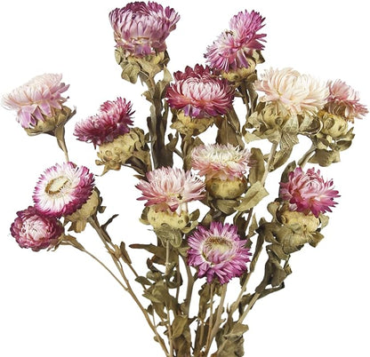 13 Pcs Dried Daisy Flower Bouquet Natural Dried Gerber Daisies Flowers Bundles Real Dried Flowers Mums Chrysanthemum Floral Arrangements for Wedding Party Table Centerpiece Decor Farmhouse