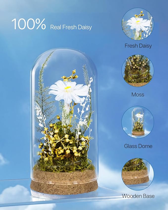 JoyFlower Preserved Daisy in Glass Dome, Real Daisy Eternal Flowers Gifts for Women, Preserved Flower Friendship Gifts for Girlfriend Best Friend Sisters Daughter Birthday Graduation Gift