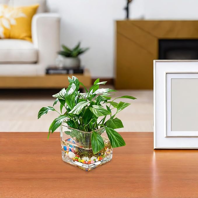 Healifty Clear Square Glass Vase Thick Transparent Cube Hydroponic Planter Modern Decorative Flower Container for Home Table Centerpiece