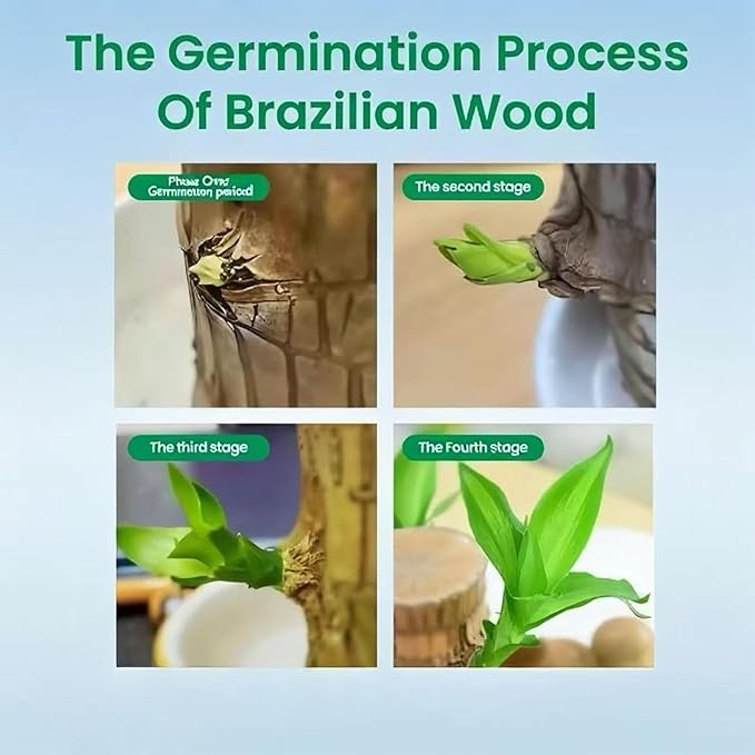 Lucky Wood Plant, Indoor Plant, Brazilian Wood Plants, About to Sprout, Office Desk Ornaments, Kitchen, Living Room (Mixing)