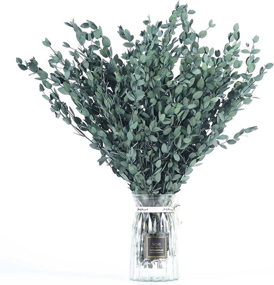 Dried Eucalyptus Leaves Preserved Greenery Stems, 8-14 PCS Eucalyptus Garland Branches, 4 OZ Green Leaves Plant Bundle for Wedding Wreath Party Home Decor Vase Filler