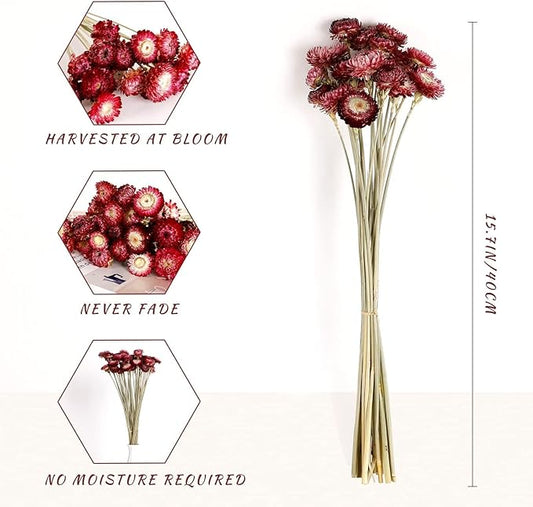 Dried Flower 40PCS Daisy Bouquet 100% Natural Chrysanthemum Dry Flower with Stem for Vase Home décor Party DIY Arrangement Wheat Straw Bulk (Burgundy)