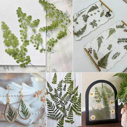 55 Pcs Green Leaves Ferns Dried Pressed Flowers for Crafts,Real Nature Dry Flower Bulk for Resin Jewelry Making Candle Making Frame Decoration Art Floral Decors