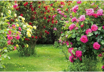 Renaiss 8x6ft Spring Garden Backdrop Red Pink Rose Flower Park Floral Green Leaf Grass Natural Landscape Photography Background for Wedding Bridal Shower Party Decor Photo Booth Props