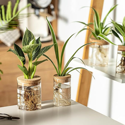 Glass Plant Propagation Stations for Plants – Set of 12(6 Large & 6 Small) Hydroponic Vases for Plant Cuttings,Flower Arrangements, Home & Office Decor–Desktop Vases for Living Room, Bedroom (12)