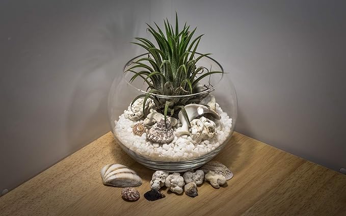 WGV Large Bowl Glass Vase, Diameter 19", Height 16", (Multiple Sizes Choices) Clear Huge Round Bubble Vase Jar, Floral Planter Terrarium for Wedding Event Home Decor, 1 Piece (VBW1916)