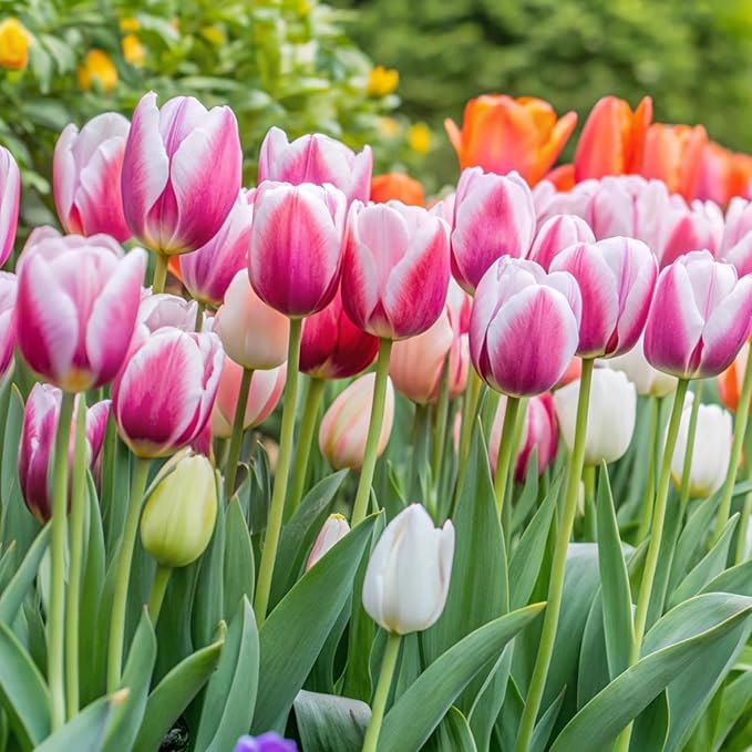 Sggvecsy 15 Pcs Fake Tulips Artificial Flowers Real Touch PU Faux Flowers Tulip Stems for Wedding Spring Bouquet Floral Arrangement Home Party Office Decorations for Mother's Day (Rose Pink)