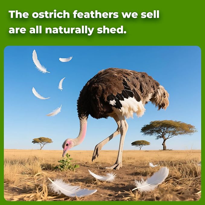 Piokio 20 pcs Natural Black Ostrich Feathers 6-8 inch(15-20 cm) Bulk for DIY Clothes, Feather Pens, Dream Catcher, Gatsby Decorations