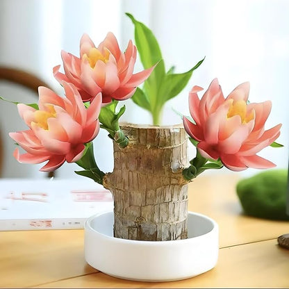 Lucky Wood Plant, Small Indoor Plant, Brazilian Wood Plants, About to Sprout, Office Desk Ornaments, Kitchen, Living Room, Home Decoration Yellow