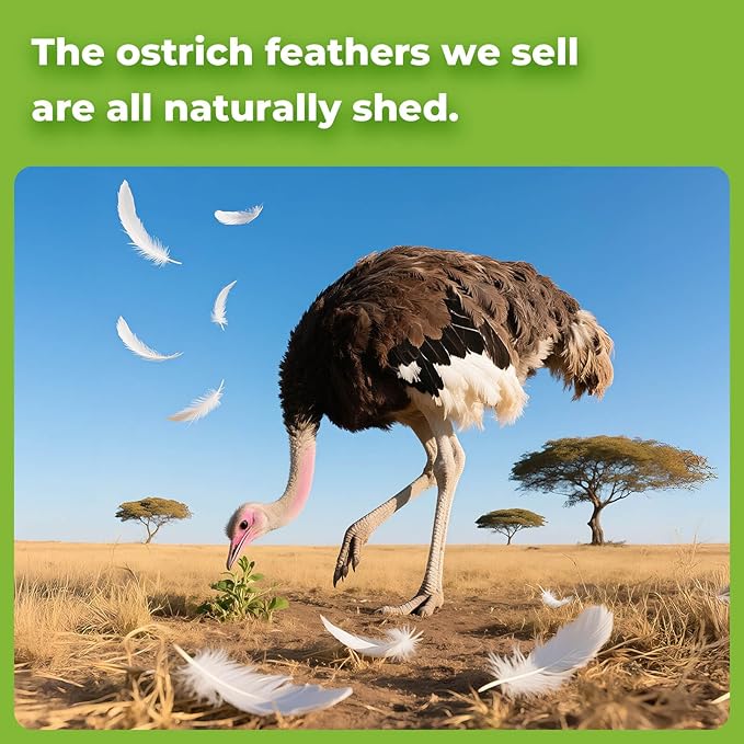 Piokio 20 pcs Natura White Ostrich Feathers Plumes 6-8 inch(15-20 cm) Bulk Wedding Party Centerpieces and DIY Clothes Decoration, Gatsby Decorations