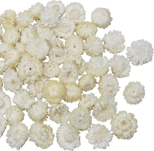 60 Pcs Natural Dried Daisy Flowers Heads Bulk Gerbera Daisies White Real Sunflowers Chrysanthemum Dry Flower Arrangements for Wedding Decor Home Party Decoration Headband DIY Craft