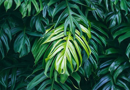 Green Banana Leaves Wallpaper Mural Tropical Jungle Botanical Monsteras Wallpaper for Living Room Bedroom(Not Self-Adhesive)