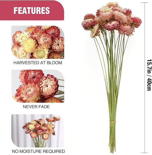 MIHUAGE Dried Flower 40PCS Daisy Bouquet 100% Natural Chrysanthemum Dry Flower for Vase Home décor Party DIY Arrangement Wheat Straw Bulk (Light Purple)