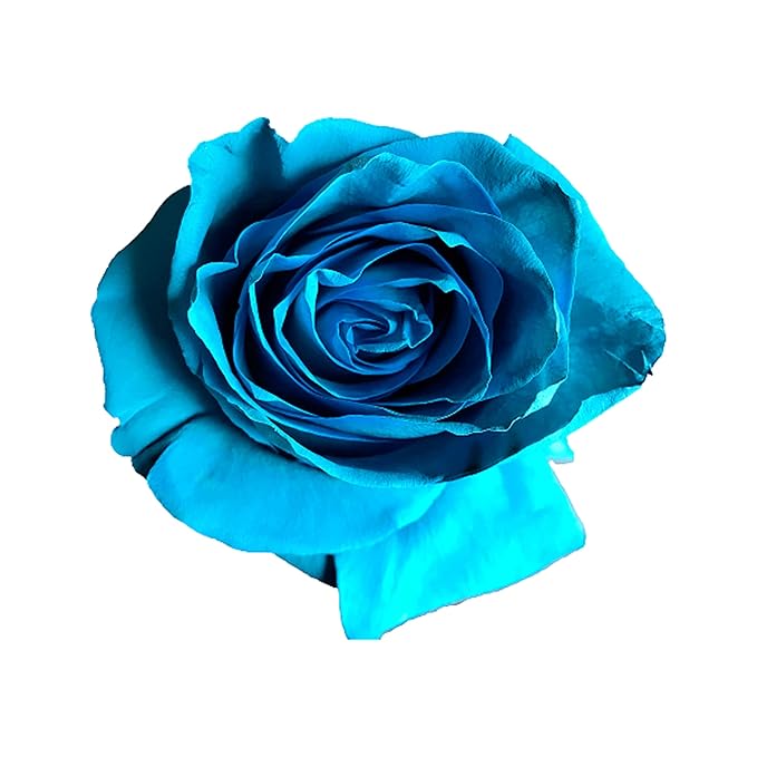 Fresh Cut Tinted Turquoise Roses from Flower Explosion - 12 Stems