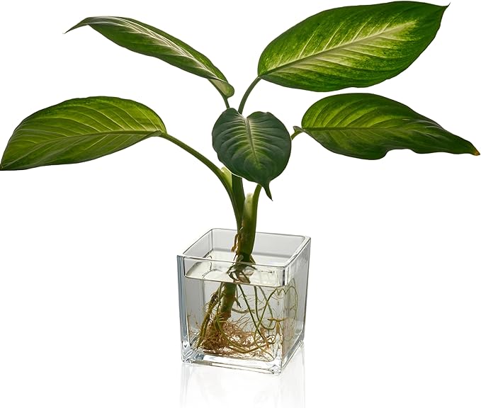 Set of 6 Square Glass Vases for Centerpieces – 5in x 5in x 5in Clear Short Flower Vase, Plant Terrariums, or Candle Holders for Wedding Centerpieces, Office Decor, Home Décor, Parties