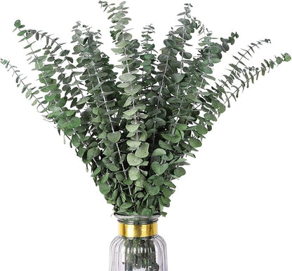 Real Dried Eucalyptus Stems, 20PCS Preserved Eucalyptus Plant 17inch Fresh Eucalyptus Greenery Plant for Vase Home Shower Wedding Festival Home Decoration