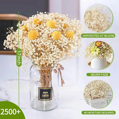 2500+ Dried Babys Breath Flowers Bulk - 17" Ivory White Dried Flower Bouquet, Real Natural Gypsophila Branches for Vase Filler, Wedding, Table Centerpiece, Home Decor, DIY Wreath Floral, Crafts