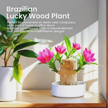 Lucky Wood Plant, Brazilian Wood Plants, About to Sprout, Small Indoor Plant, Office Desk Ornaments, Kitchen, Living Room, Home Decoration Blue