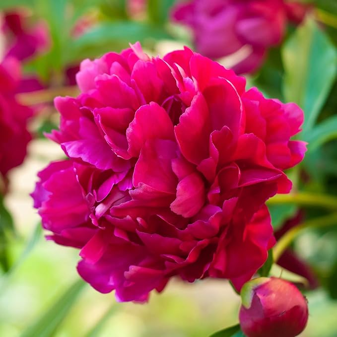 Easy to Grow Peony Big Ben - 1 Field Grown Root Division, Fragrant Flowers in Spring