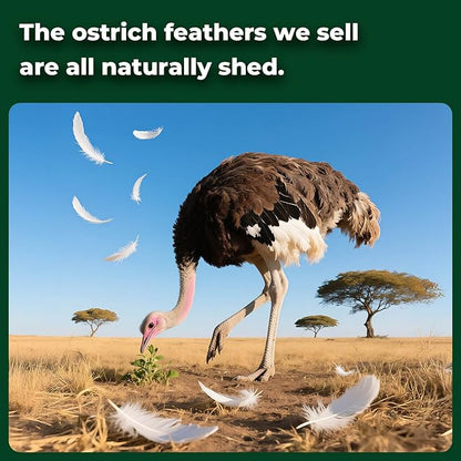 Piokio 20 pcs Green Ostrich Feathers 12-14 inch(30-35 cm) Bulk Feathers for Home Decoration and DIY Clothing and St. Patrick Decoration, Gatsby Decorations