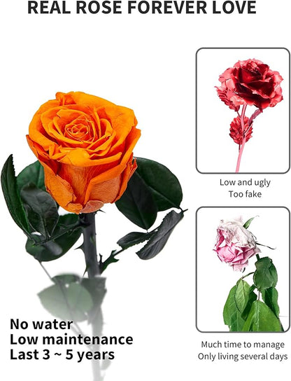Orange Flowers for Delivery Prime, Preserved Orange Roses Flower Gifts for Women, Real Roses Single Rose Gifts for Her, Mom Birthday Gifts from Daughter, Valentines Flowers