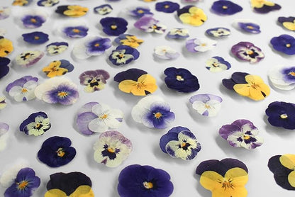 48 Pcs Real Natural Viola Pansy Dried Pressed Flowers - Delicate Multicolor Florals for Resin Jewelry, Candle Making, Frame Decor & DIY Crafts