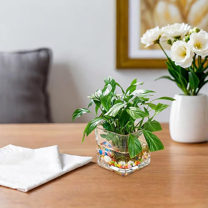 SMASOLO Clear Hydroponic Glass Cube Vase Thickened Square Flower Planter Decorative Hydroponic Flower Container for Home Office Table Centerpiece