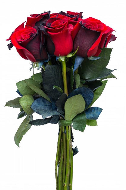 36 Stems - Fresh Cut Black and Red Roses from Flower Explosion