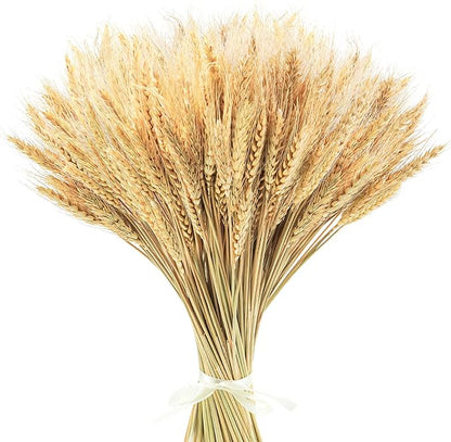 Uieke 17.7 Inches Dried Wheat Stalks, 400 Stems Dried Flowers 100% Natural Wheat for Home Kitchen Wedding Party Table Centerpiece Harvest Wreath Boho Farmhouse DIY Decoration